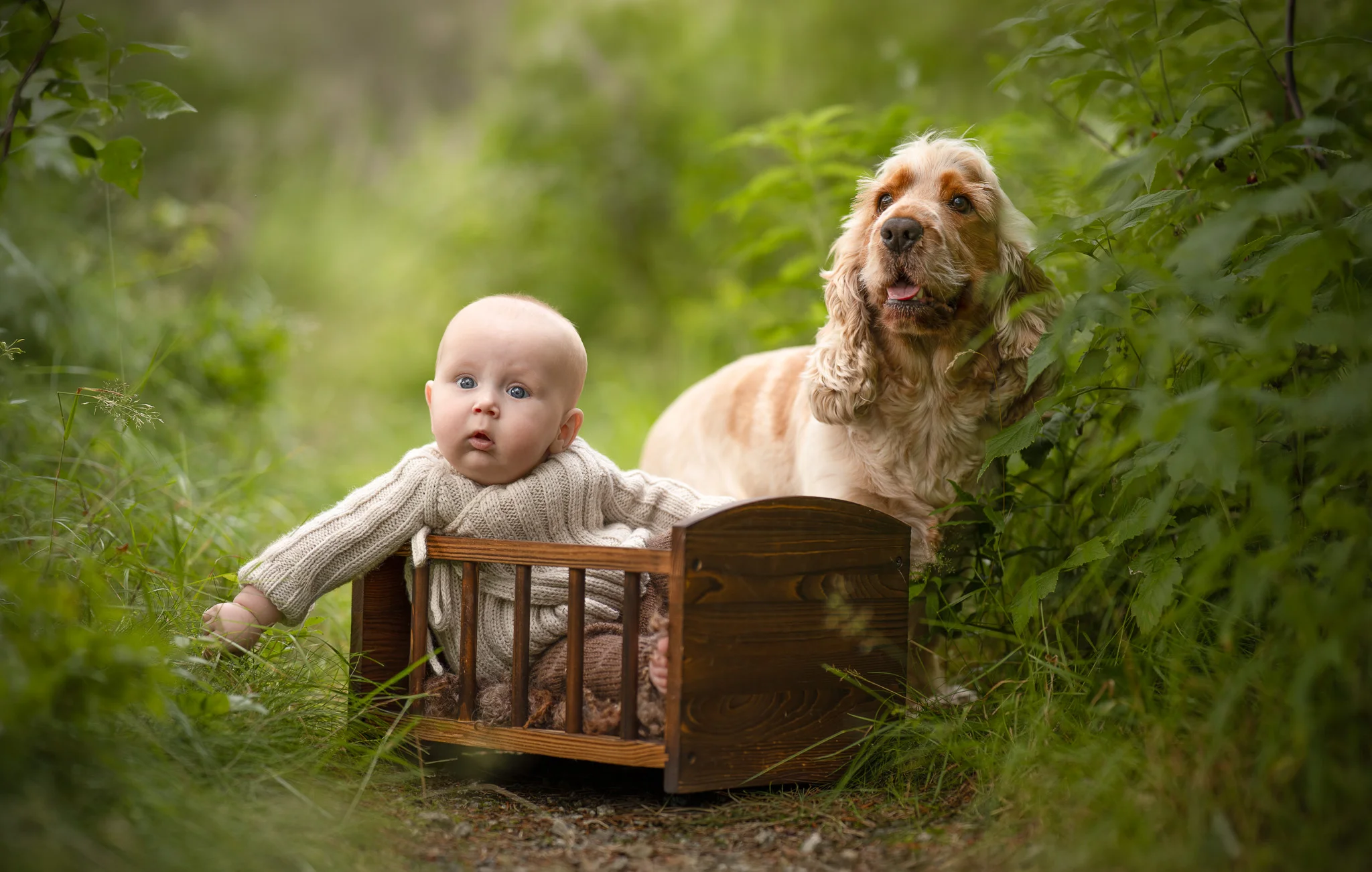 En liten baby i strikkegenser sitter i en tre-vugge utendørs med en gyllen hund ved sin side under nyfødtfotografering.